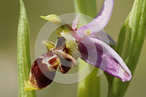Ophrys Apifera