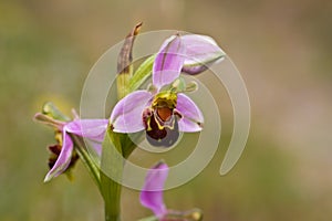 Ophrys Apifera