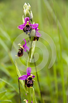 Ophrys apifera aka Bee orchid - a perennial wild herbaceous plant belonging to the family Orchidaceae,