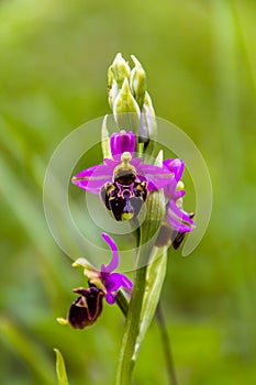 Ophrys apifera aka Bee orchid - a perennial wild herbaceous plant belonging to the family Orchidaceae,