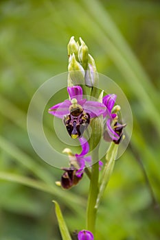 Ophrys apifera aka Bee orchid - a perennial wild herbaceous plant belonging to the family Orchidaceae,