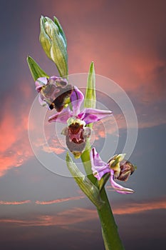 Ophrys apifera, the bee orchid, a perennial herbaceous plant belonging to the family Orchidaceae, with a sunset background