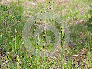 Ophrys aranifera - Spider orchid