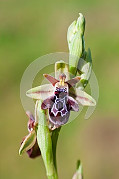 Ophrys ariadnae