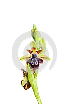 Ophrys ariadnae