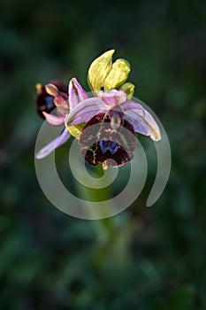 Ophrys bertolonii, hybrid flower Gargano in Italy. Flowering European terrestrial wild orchid, nature habitat. Beautiful detail of