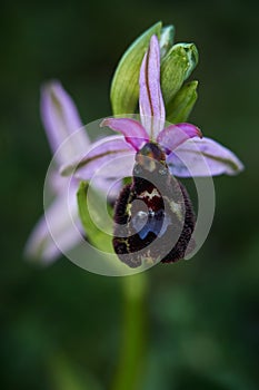 Ophrys bertolonii, hybrid flower Gargano in Italy. Flowering European terrestrial wild orchid, nature habitat. Beautiful detail of