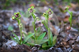 Ophrys bombyliflora, bumblebee orchid, Gargano in Italy. Flowering European terrestrial wild orchid, nature habitat. Beautiful