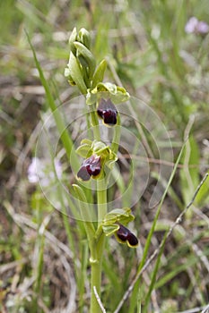 Ophrys fusca in bloom