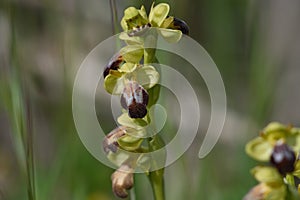 Ophrys fusca, commonly known as the sombre bee-orchid or the dark bee-orchid