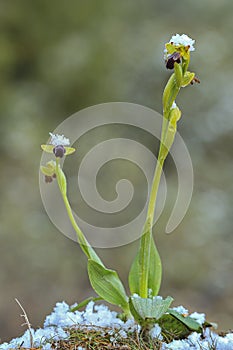 Ophrys fusca - It is a species of monopodial orchids.