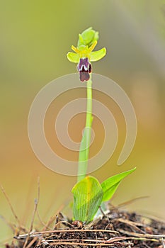 Ophrys fusca - It is a species of monopodial orchids.