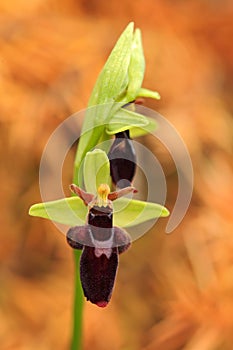 Ophrys holoserica subsp. holubyana, Ophrys insectifera, muchovník, hybrid, kvetoucí evropská suchozemská divoká orchidej, příroda hab