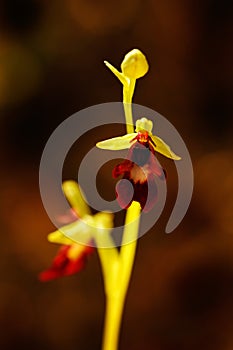 Ophrys insectifera, Fly Orchid flowering European terrestrial wild orchid in nature habitat with green background, Czech Republic, photo