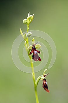 Ophrys insectifera, the fly orchid with green background with green background