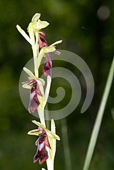 Ophrys insectifera in protected forest, Denmark