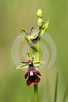 Ophrys insectifera, wild fly orchid flower