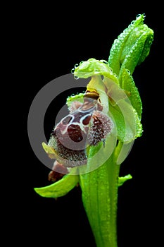 Ophrys kotschyi orchid flower