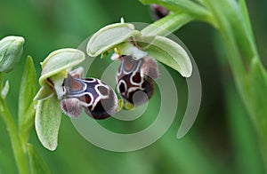 Ophrys kotschyi orchid wild flower
