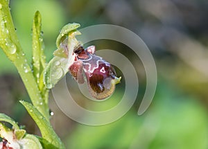 Ophrys kotschyi wild orchid flower