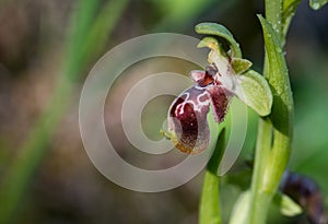 Ophrys kotschyi wild orchid flower