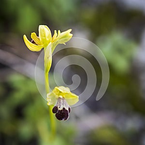 Ophrys omegaifera ssp. israelitica.