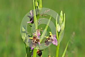 Ophrys scolopax - Ophrys scolopax subsp. cornuta Steven E.G.Camus