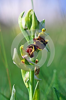 Ophrys scolopax - Ophrys scolopax subsp. cornuta Steven E.G.Camus photo