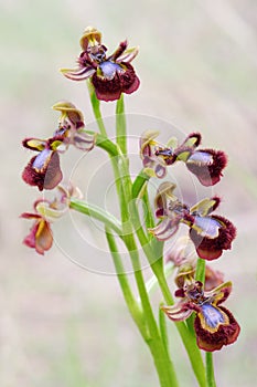 Ophrys speculum photo