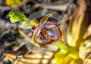 Ophrys Speculum, a Stunning Orchid with a Mirror-Like Appearance