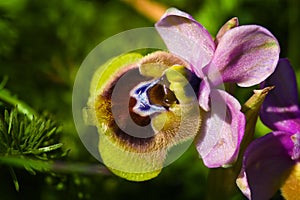 Ophrys Tenthredinifera