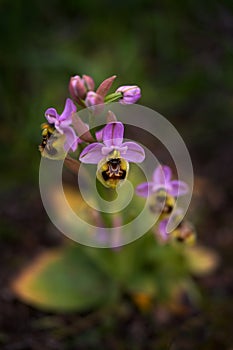 Ophrys tenthredinifera, Sawfly OrchidGargano in Italy. Flowering European terrestrial wild orchid, nature habitat. Beautiful