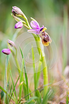Ophrys tenthredinifera Wild Orchid Southern Europe