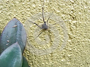 Opiliao strolling on a yellow wall