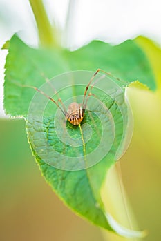 Opilio canestrinii spider resting on a green leaf