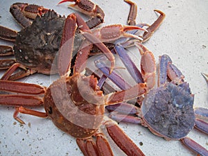 Opilio crab or snow crab (Chionoecetes opilio) showing color variations