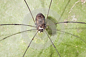 Opiliones