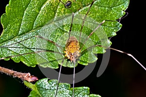 Opiliones