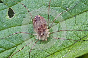 Opiliones