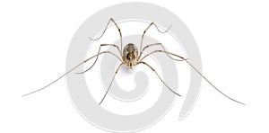 Opiliones spider in front of white background