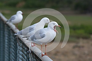 Opinionated silver gull perching on rail at North Haven New South Wales