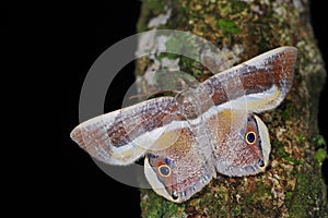 Opisthoxia bella Geometridae, a moth from Costa Rica photo