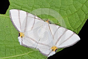 Opisthoxia saturniaria compta Geometridae a rare moth from Costa Rica