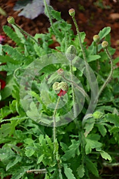 Opium budding