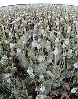 Opium crop