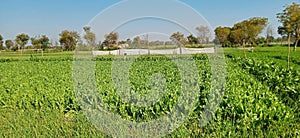 Opium crop before flowering time between january to February