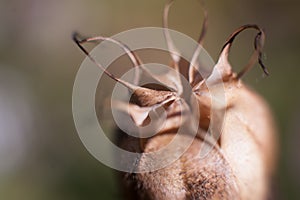 Opium drugs plant head