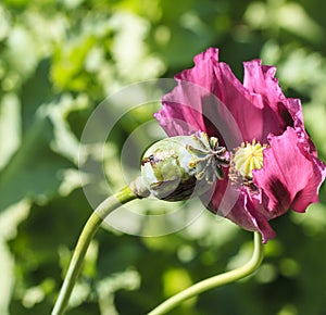 Opium field