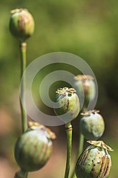 Opium field
