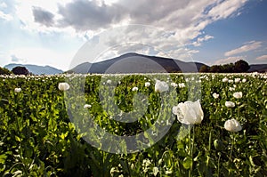 Opium field in bloom with white flowers